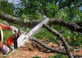 Best Tree Preservation Services  in Totowa, NJ